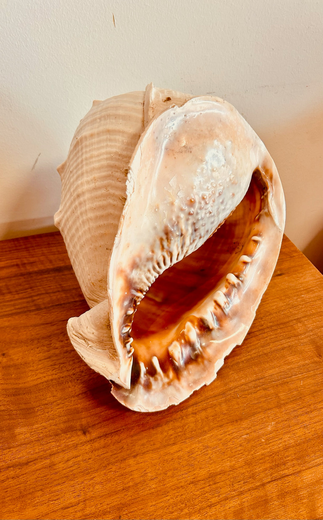 Rare Big Atlantic Cowrie Seashell