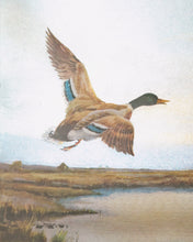 Load image into Gallery viewer, Duck Over Water
