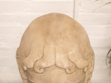 Load image into Gallery viewer, Head Bust Sculpture of David
