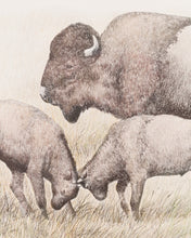 Load image into Gallery viewer, American Buffalo Lithograph Signed Art
