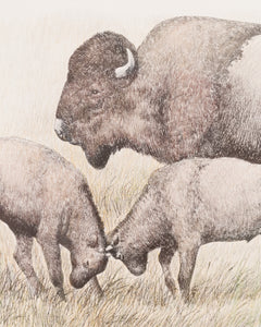 American Buffalo Lithograph Signed Art