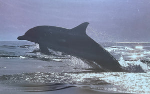 Delphinus Delphis, Poster Framed