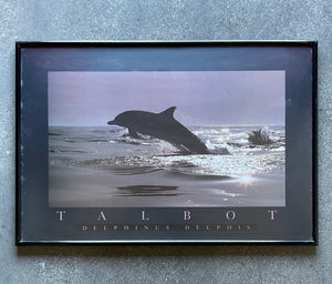 Delphinus Delphis, Poster Framed