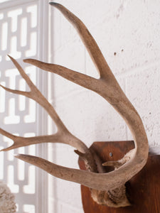 Antique Antlers