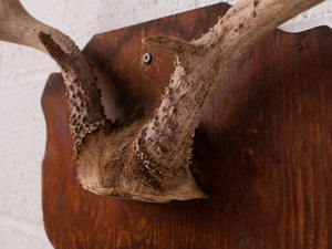 Antique Antlers