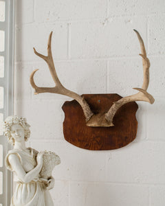 Antique Antlers