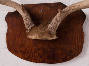 Antique Antlers