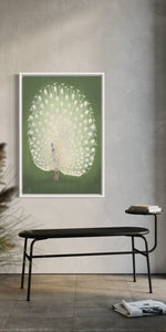 Peacock in White Frame