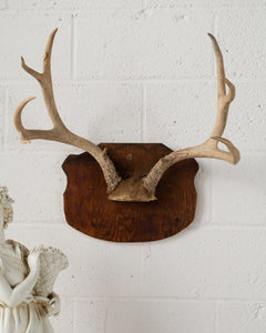 Antique Antlers